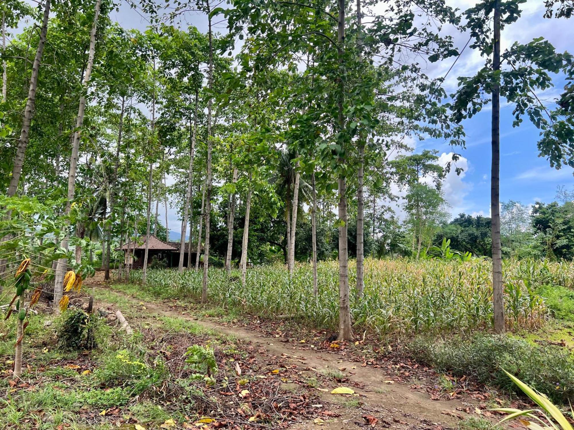 Pohon Purba Resort & Restaurant Labuhan Pandan Eksteriør bilde